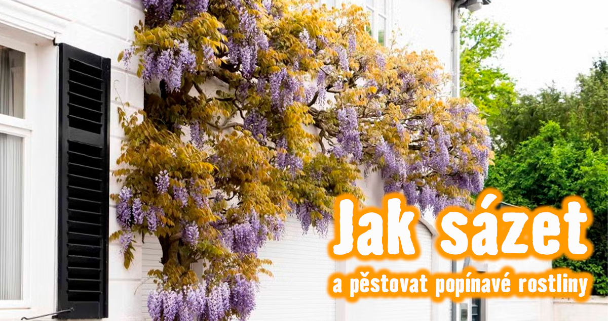 Návod: Jak sázet a pěstovat popínavé rostliny