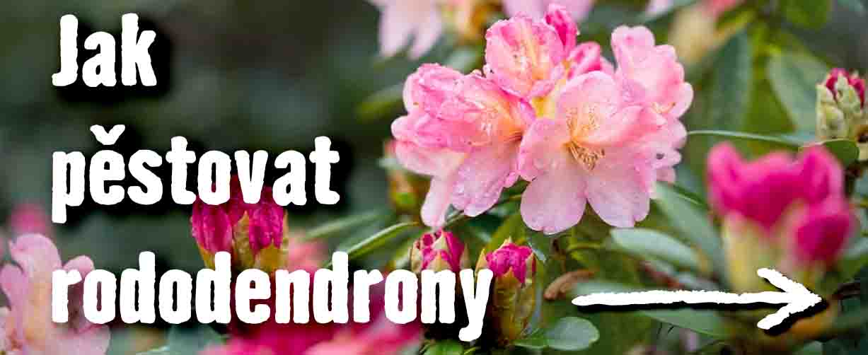 Jak pěstovat rododendrony, aby vám dělaly radost celý rok