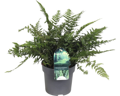 Kapradina FloraSelf Polystichum neolobatum květináč Ø 14 cm