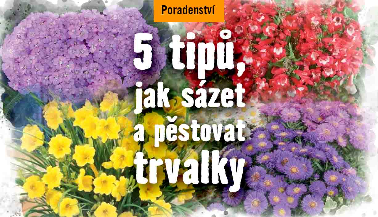 5 tipů, jak sázet a pěstovat trvalky