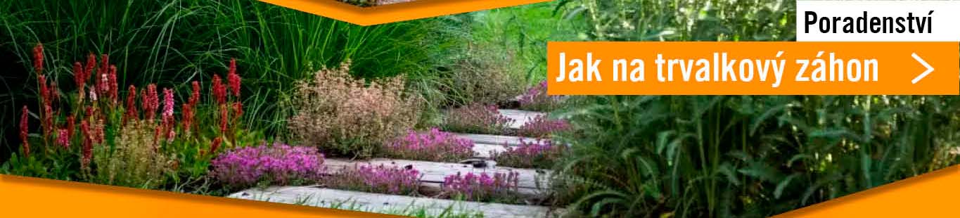 Jak na trvalkový záhon