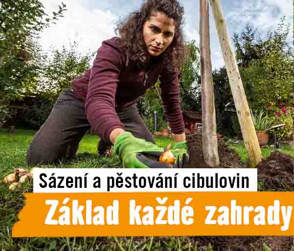 Sázení a pěstování cibulovin