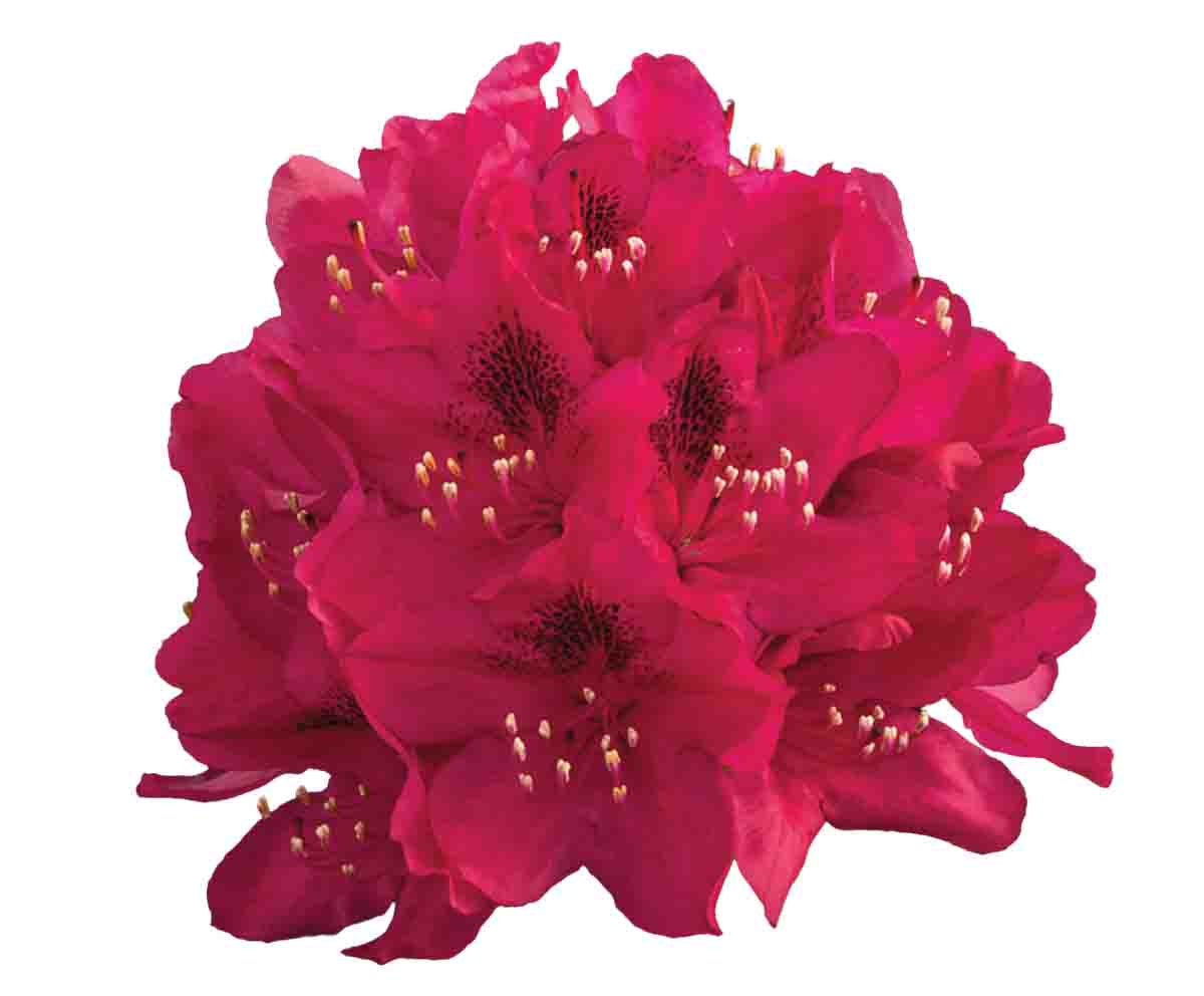 Rododendron, pěnišník červený