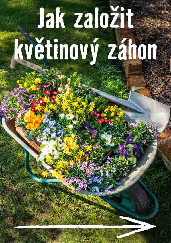 Jak založit květinový záhon