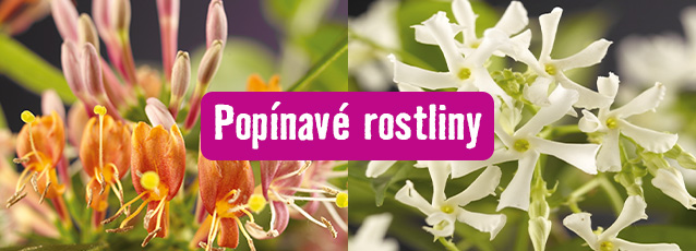 Kategorie: popínavé rostliny