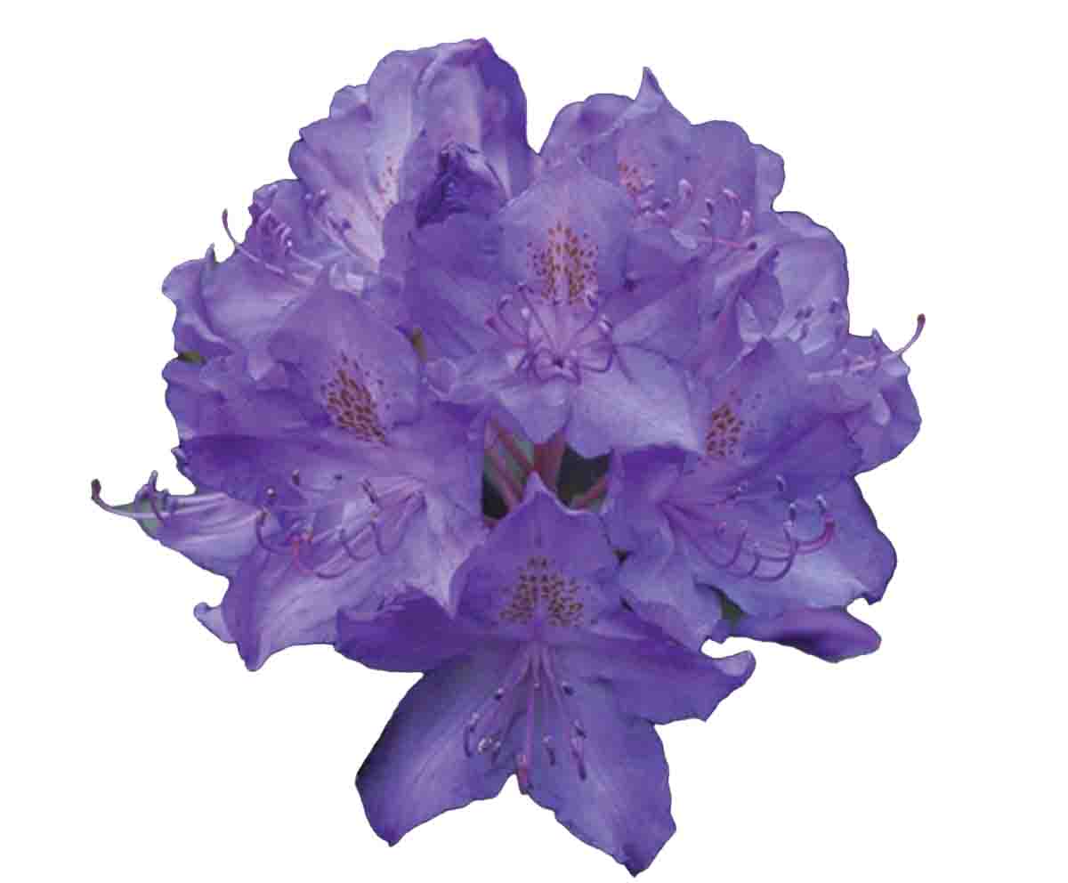 Rododendron, pěnišník modrý