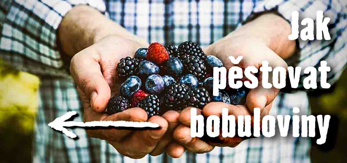 Jak pěstovat bobuloviny